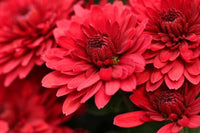 Chrysanthemum Flower Seeds Deep Red for Planting - NON GMO Seeds for planting in your garden.