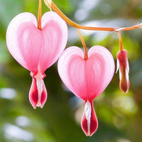 Bleeding Flower Seeds for Planting - 100 pcs