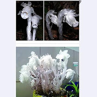Organic White Monotropa Uniflora Flower Seeds for Planting ƒ?? Heirloom, Non-GMO
