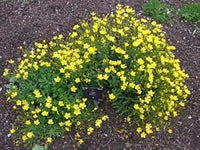 Yellow Linum Flavum Flower Seeds for Planting - 100 Pcs pcs