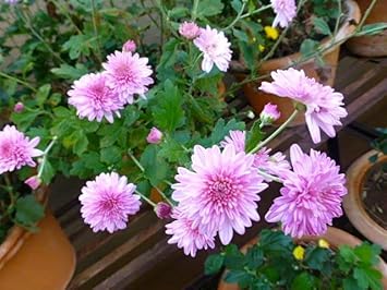 Violet White Chrysanthemum Flower Seeds for Planting - NON GMO Seeds