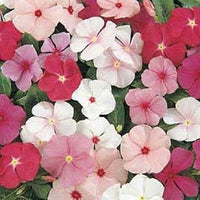 Mixed Vinca Flower Seeds for Planting - 100 pcs