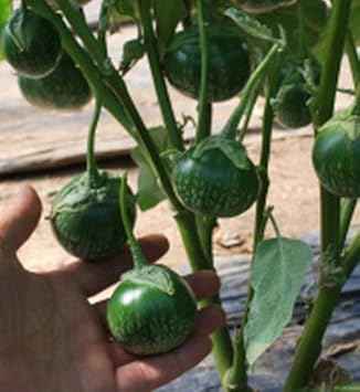 Green Eggplant Seeds for Planting - 100 Pcs pcs
