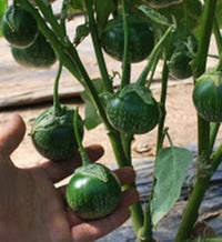 Green Eggplant Seeds for Planting - 100 Pcs pcs