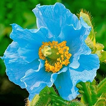 Heirloom (Heirloom scientific name) for planting in garden