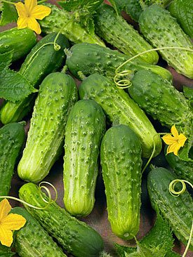 Boston Pickling Cucumber Cucumis sativus seeds for garden planting
