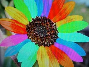 Rainbow Sunflower Seeds for Planting – Grow Colorful, Non-GMO, Easy-to-Grow Blooms in Your Garden