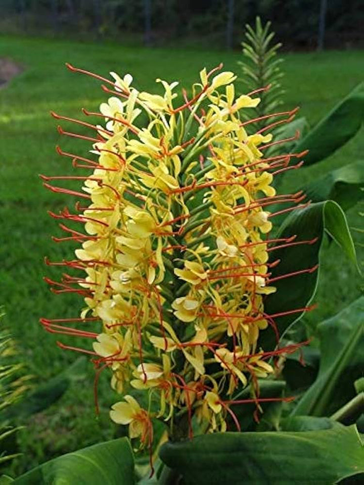 Yellow Fragrant Flower Seeds for Planting - NON GMO Seeds