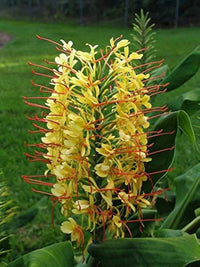 Yellow Fragrant Flower Seeds for Planting - NON GMO Seeds