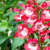 Red Penstemon Flower Seeds for Planting - 100 pcs for planting in your garden.