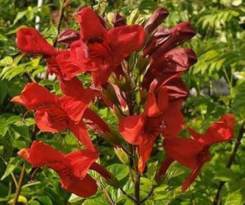 Cape Honeysuckle Flower Seeds in Red - NON GMO Seeds for planting in your garden.