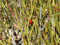 Nevada Mormon Tea (Ephedra nevadensis) Seeds for Planting – Heirloom Non-GMO Desert Plant Seeds for Rock Gardens & Xeriscape Landscapes