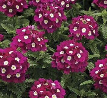Burgundy Verbena Flower Seeds for Planting - 100 pcs
