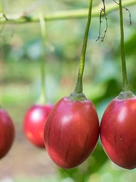Cyphomandra Betacea Fruit Seed Set for Exotic Fruit Trees 100 Pcs pcs