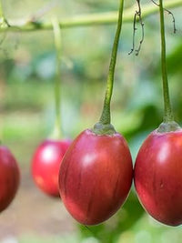 Cyphomandra Betacea Fruit Seed Set for Exotic Fruit Trees 100 Pcs pcs