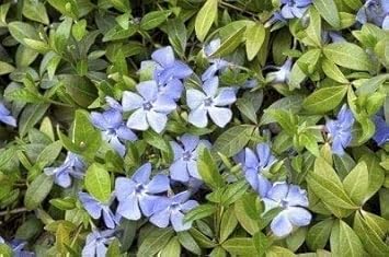 Light Blue Periwinkle Vinca Seeds â€“ Organic, Heirloom, Non-GMO Flower Seeds for Planting for planting in home garden