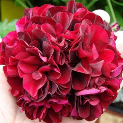 100 Pcs