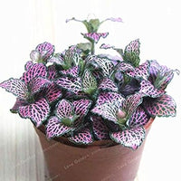 Fittonia Multi-Colour Plant Seeds for Planting - NON GMO Seeds
