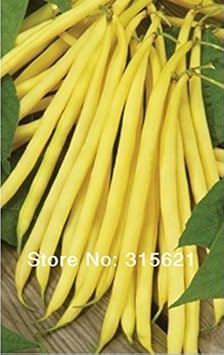 Yellow Beans Vegetable Seeds for Planting heirloom & Non-GMO Seeds