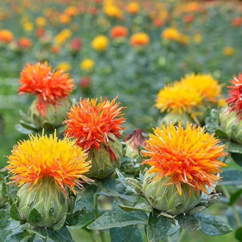 Mixed Carthamus Flower Seeds for Planting - 100 pcs seeds for planting in home garden