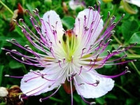 White Purple Omeris Flower Seeds for Planting NON GMO Seeds