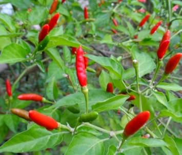 Red Chili Seeds for Planting, heirloom & Non-GMO Seeds
