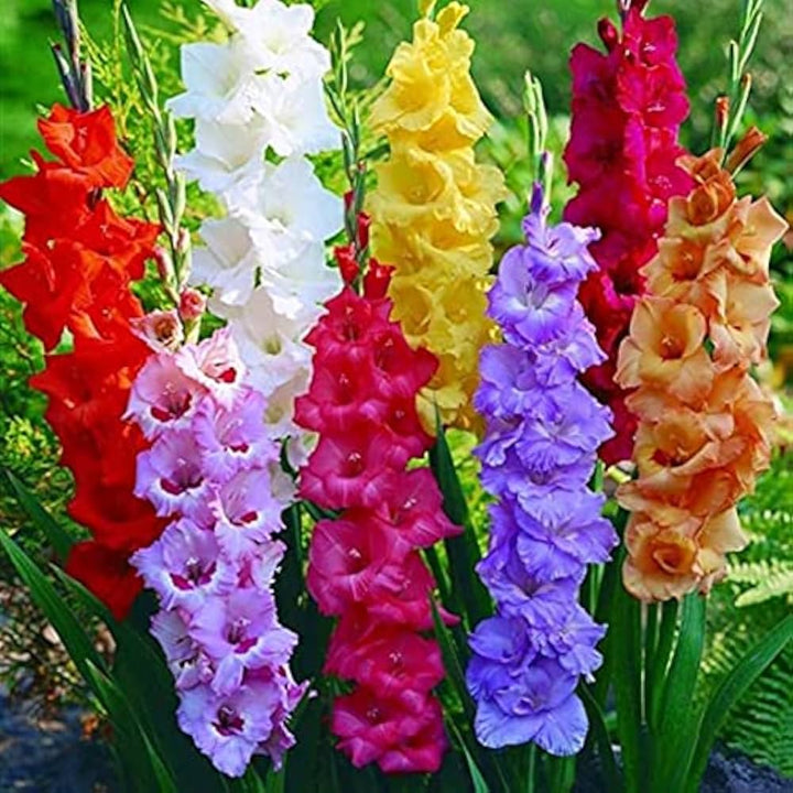 Heirloom Non-GMO Gladiolus Flower Seeds for Planting ƒ?? White and Pink Blooms for Elegant Cutting Gardens