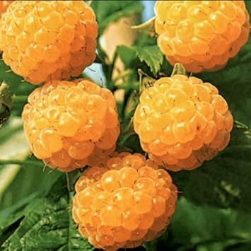 Gold Raspberry Fruit Seeds for Planting - Cultivating Golden, Sweet Raspberries, Heirloom Seeds