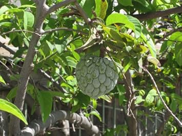 Green Annona Squamosa Fruit Seeds - 10pcs for Tropical Tree Growth 100 Pcs pcs