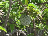 Green Annona Squamosa Fruit Seeds - 10pcs for Tropical Tree Growth 100 Pcs pcs