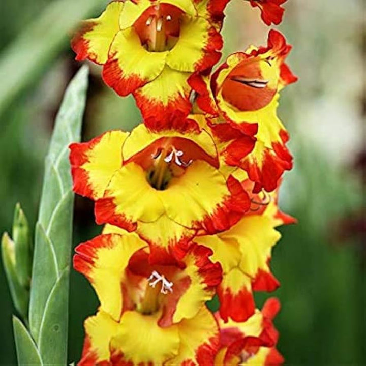 Organic Yellow Red Gladiolus Flower Seeds for Planting ƒ?? Heirloom, Non-GMO Perennial Blooms