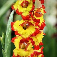 Organic Yellow Red Gladiolus Flower Seeds for Planting ƒ?? Heirloom, Non-GMO Perennial Blooms
