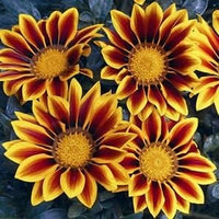 Yellow & Red Gazania Rigens Heirloom Non-GMO Seeds for Planting