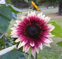Pink and White Sunflower Flower Seeds for Planting – Unique Bicolor Blooms for Your Garden