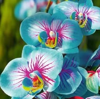 Blue Pink Butterfly Orchid Flower Seeds for Planting – Heirloom, NON-GMO, Easy to Grow Garden Blooms
