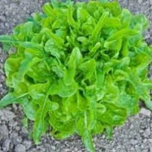 Dubacek Bean Phaseolus vulgaris seeds for garden planting