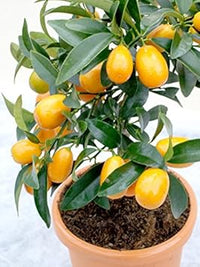 Orange kumquat fruit tree seeds