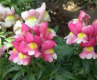 Mixed Snapdragon Flower Seeds - 100 pcs