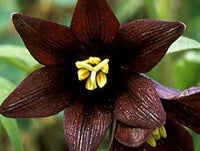 Chocolate Lilly Flower Seeds for Planting - 100 pcs seeds for planting in home garden
