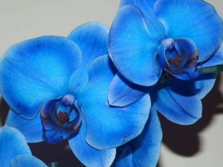 Organic Blue Phalaenopsis Orchid Seeds for Planting – Heirloom, Non-GMO Flower Seeds