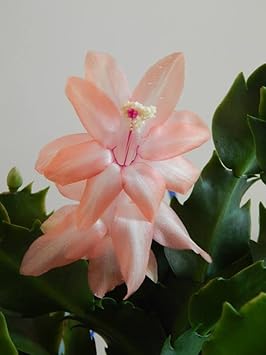 Peach Schlumbergera Flower Planting Seeds for Garden NON GMO Seeds for planting in home garden