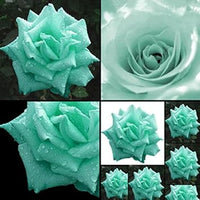 Sea Green Rose Plant Seeds for Garden Heirloom Non-GMO Seeds for Planting and Growing for planting in home garden
