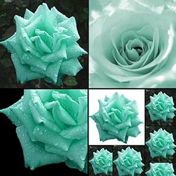 Sea Green Rose Plant Seeds for Garden Heirloom Non-GMO Seeds for Planting and Growing for planting in home garden