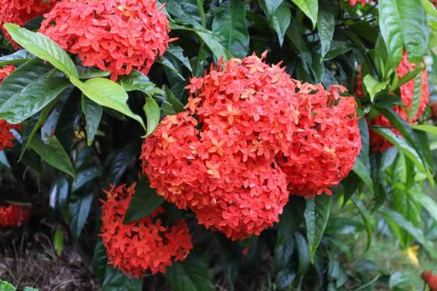 Ixora Flower Seeds for Planting - NON GMO Seeds for planting in home garden