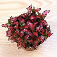 Fittonia Multi-Colour Plant Seeds for Planting - NON GMO Seeds