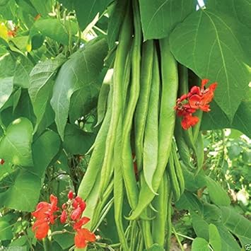 Green Runner Bean Seeds for Planting heirloom & Non-GMO Seeds