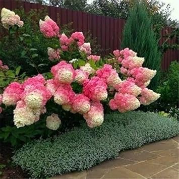Vanilla Strawberry Hydrangea Flower Seeds for Planting - Heirloom and Non GMO seeds