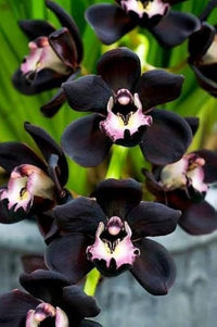 Black Dendrobium Flower Seeds for Planting - NON GMO Seeds