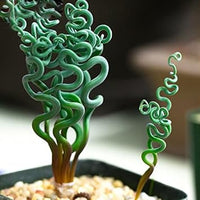 Trachyandra tortilis seeds for decorative garden flora
