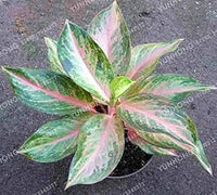 Aglaonema Pink Mix Flower Seeds for Planting - NON GMO Seeds
